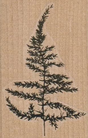 Scraggy Fir Branch 2 1/4 x 3 1/4-0