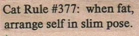 Cat Rule #377 3/4 x 2-0