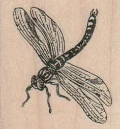 Dragonfly 1 3/4 x 1 3/4-0