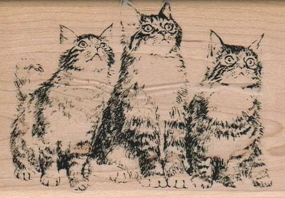 Kitty Trio Looking Up 2 3/4 x 4-0