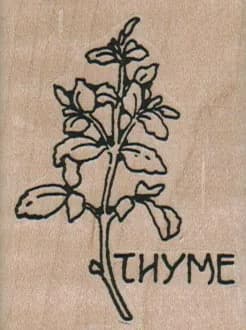 Thyme Plant 2 x 1 3/4-0