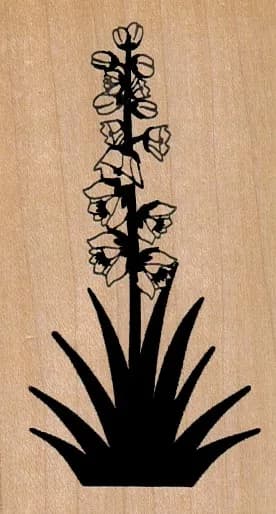 Yucca In Bloom 2 x 3 1/2-0