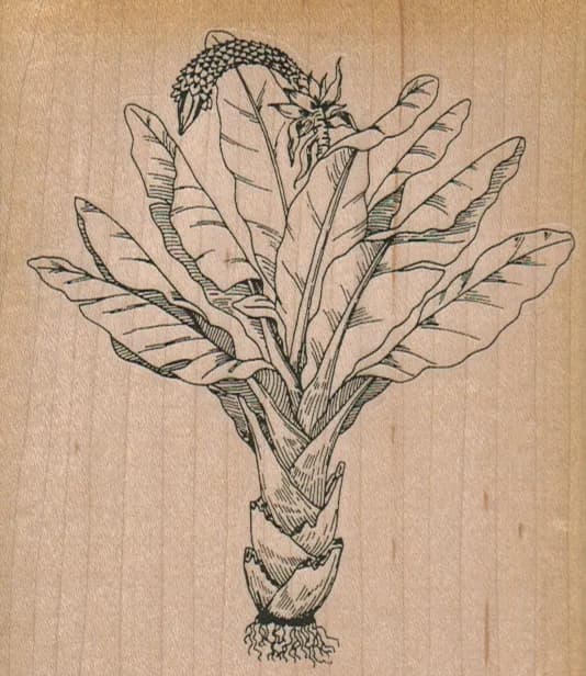 Egyptian Plant 3 3/4 x 4 1/4-0