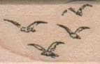 Flock O' Birds 3/4 x 1-0