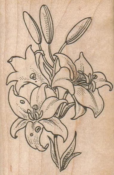 Beautiful Lily 2 3/4 x 4-0