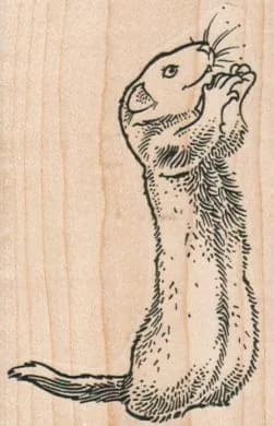 Ferret Begging 2 1/4 X 3 1/4-0