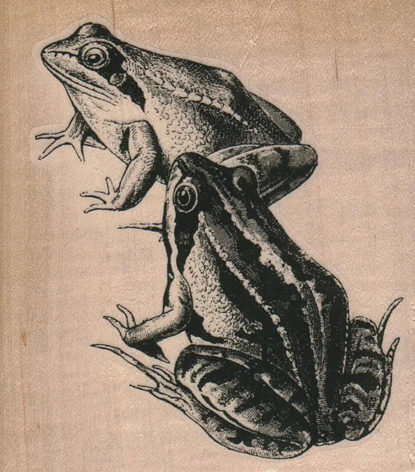 Frog Duo 3 x 3 1/4-0