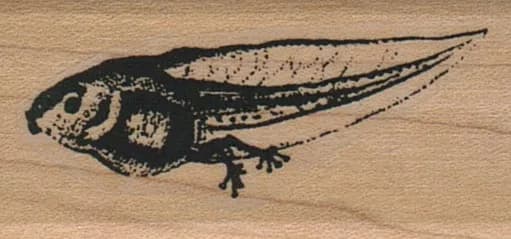 TadPole 1 x 1 3/4-0