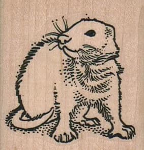 Ferret 2 x 2-0