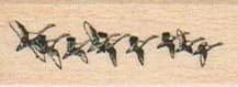 Flock O' Birds 3/4 x 1 1/2-0