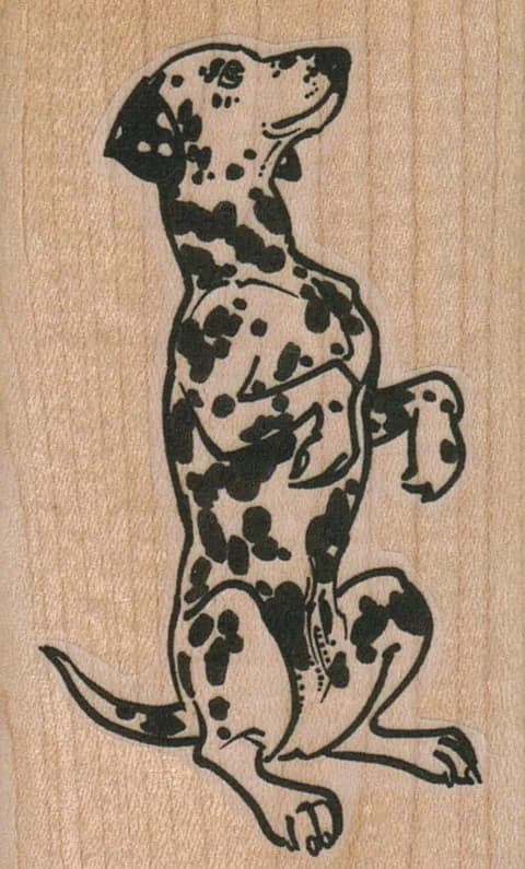 Begging Dalmatian 1 3/4 x 2 3/4-0