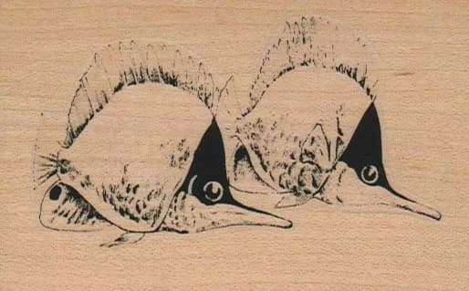 Tropical Fish Duo 2 1/4 x 3 1/2-0