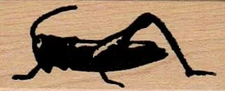 Grasshopper 1 x 2 1/4-0