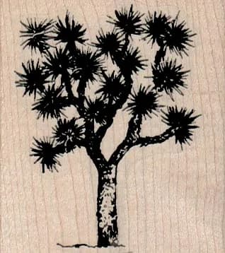 Joshua Tree 2 1/4 x 2 1/2-0