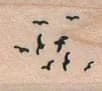 Flock of Birds 3/4 x 3/4-0