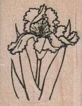 Iris/Small 1 1/4 x 1 1/2-0