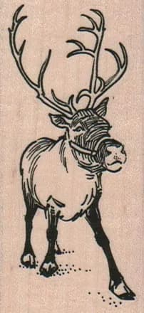 Caribou In Halter 1 1/2 x 3-0