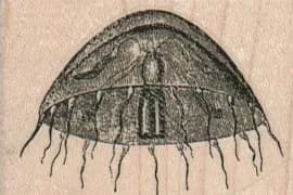Jellyfish 2 x 1 1/4-0