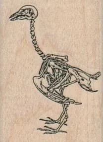 Bird Bones 1 1/2 x 2-0