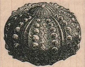 Sea Urchin Shell 2 x 1 1/2-0
