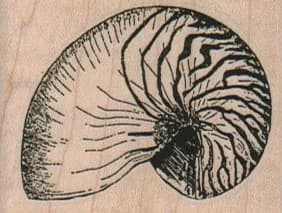 Nautilus Shell 2 x 1 1/2-0