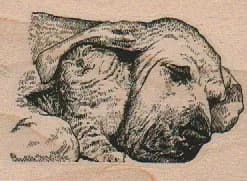 Cat In Dog's Ear 2 x 2 1/2-0