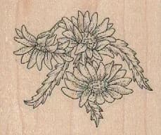 Shasta Daisies 2 1/2 x 2-0