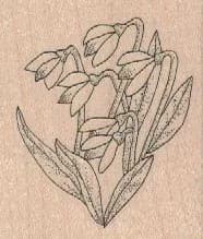 Snow Drops 2 x 2 1/4-0