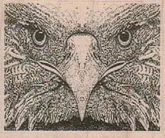 Hawk Closeup 2 1/2 x 2-0