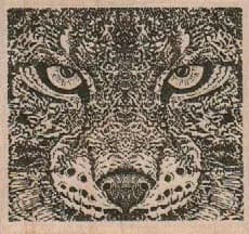 Jaguar Closeup 2 1/2 x 2 1/4-0