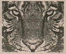 Tiger Closeup 2 1/2 x 2-0