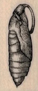 Cocoon/ Chrysalis 1 x 2-0