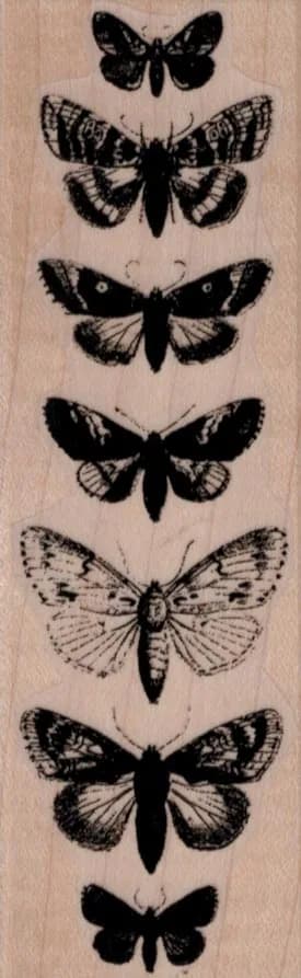 Butterfly Specimens 1 1/2 x 4 1/2-0