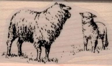 Pair Of Sheep 1 1/4 x 2-0