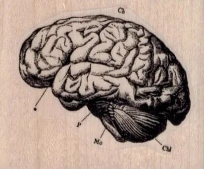 Detailed Brain 2 1/4 x 1 3/4-0