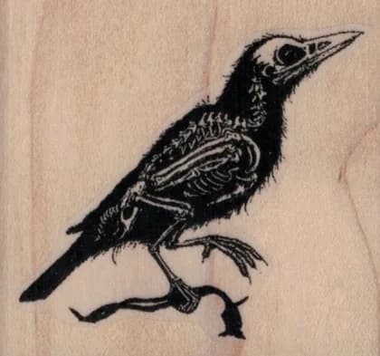 Raven Specimen 2 1/4 x 2-0
