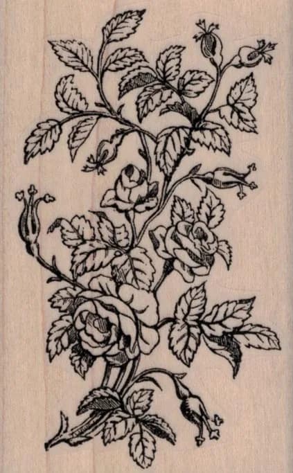Rose Bush by Cat Kerr 2 1/4 x 3 1/2-0