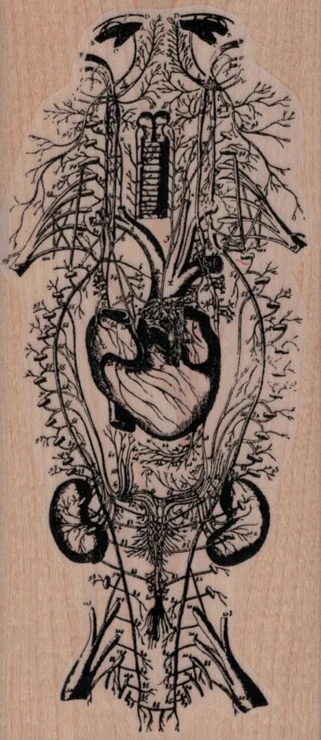 Circulatory System 2 1/2 x 5 1/2-0