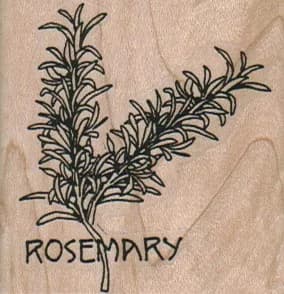 Rosemary Plant 2 x 2-0