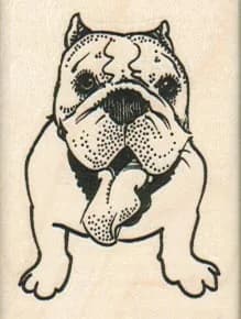 Panting Bulldog 1 1/2 x 2-0