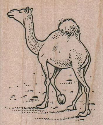 Camel Out For A Stroll 2 1/2 x 3-0