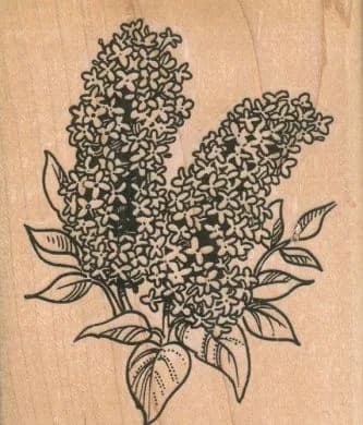 Lilacs 3 x 3 1/2-0