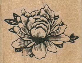 Rose in Bloom 2 x 1 1/2-0