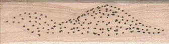 Sand Dune 3/4 x 2 1/4-0