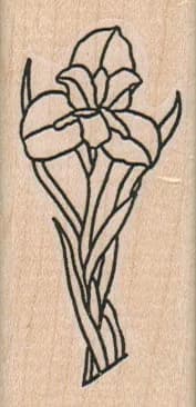 Irises/Med 1 1/4 x 2 1/2-0