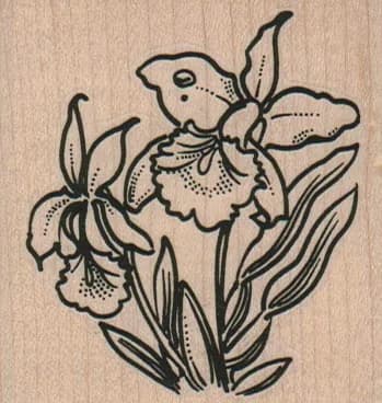 Orchids 2 1/2 x 2 1/2-0