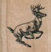 Running Stag 1 1/4 x 1 1/4-0