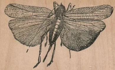 Winged Thingie/Large 2 1/4 x 3 1/2-0