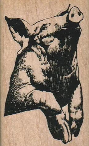 Pig Leaning 2 x 3 1/4-0