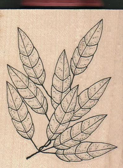 Long Leaves With Extra Leaf 3 x 3 1/2-0